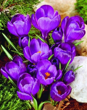 Crocus Vernus Grand Maître